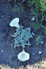 Calystegia collina oxyphylla