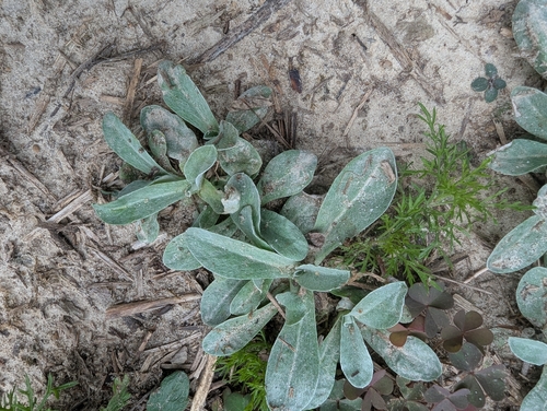 Purple Cudweed