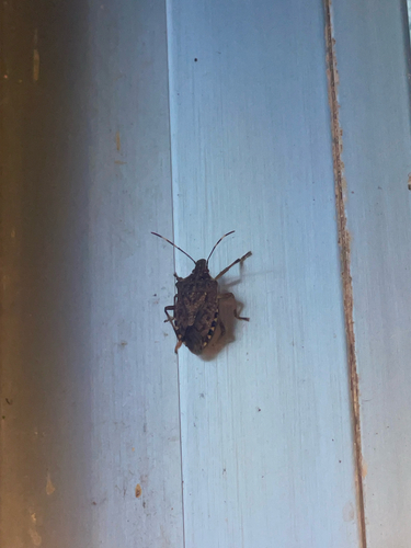 Brown Marmorated Stink Bug