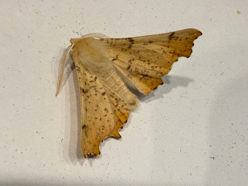 Maple Spanworm Moth