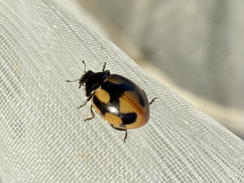 Hieroglyphic Lady Beetle