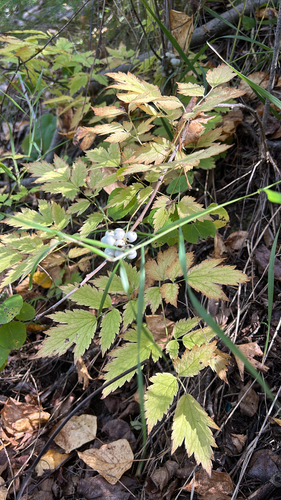 red baneberry