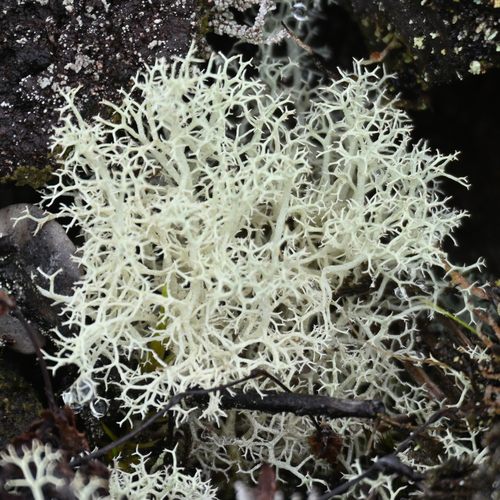 Cladonia observed 2026-09-19