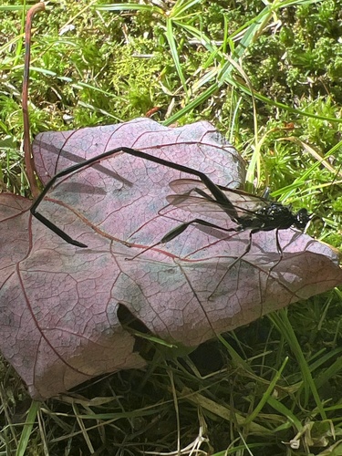 American Pelecinid Wasp
