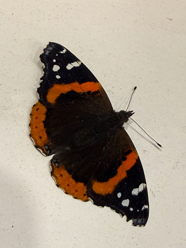 American Red Admiral