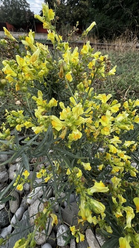 Linaria biebersteinii