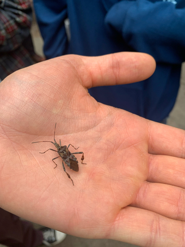 Western Conifer Seed Bug