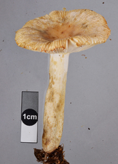 Russula acrolamellata