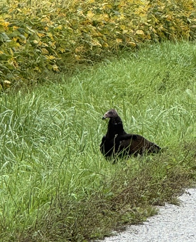 Turkey Vulture