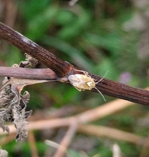 Lygus pratensis