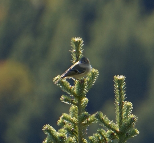 Ruby-crowned Kinglet