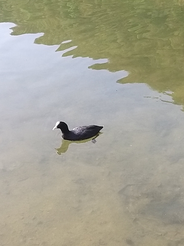 Eurasian Coot