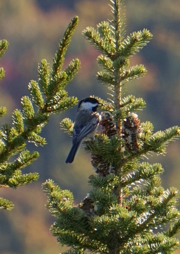 Black-capped Chickadee