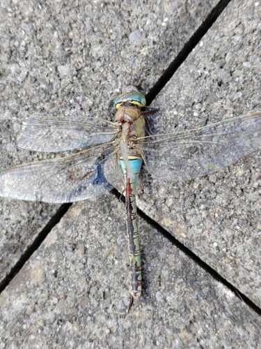 Lesser Emperor