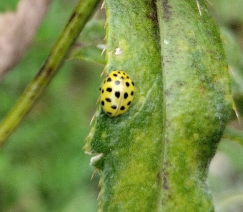 22-spot Ladybird