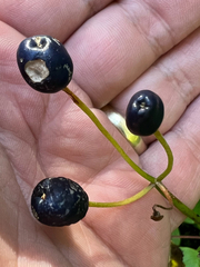 Clintonia borealis, photograph author not stated, no rights reserved