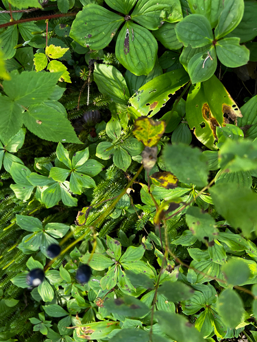 Clintonia borealis, photograph 6