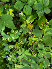 Clintonia borealis, photograph author not stated, no rights reserved