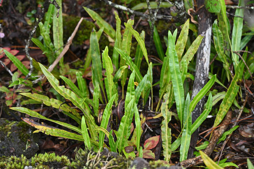 Elaphoglossum wawrae observed 2026-09-19