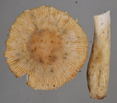 Russula acrolamellata