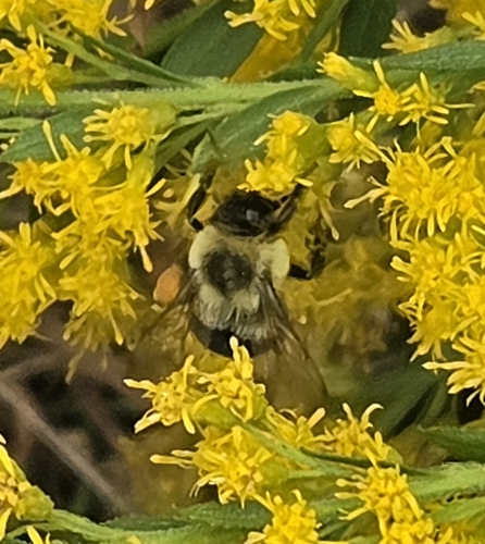 Common Eastern Bumble Bee