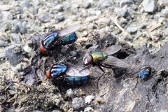 Compsomyiops callipes