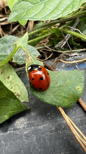 Seven-spotted Lady Beetle