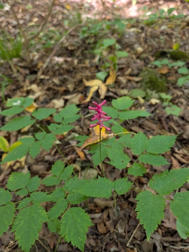 white baneberry
