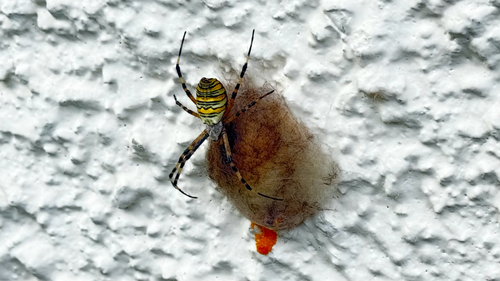 Wasp Spider