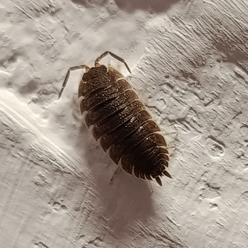 Common Rough Woodlouse