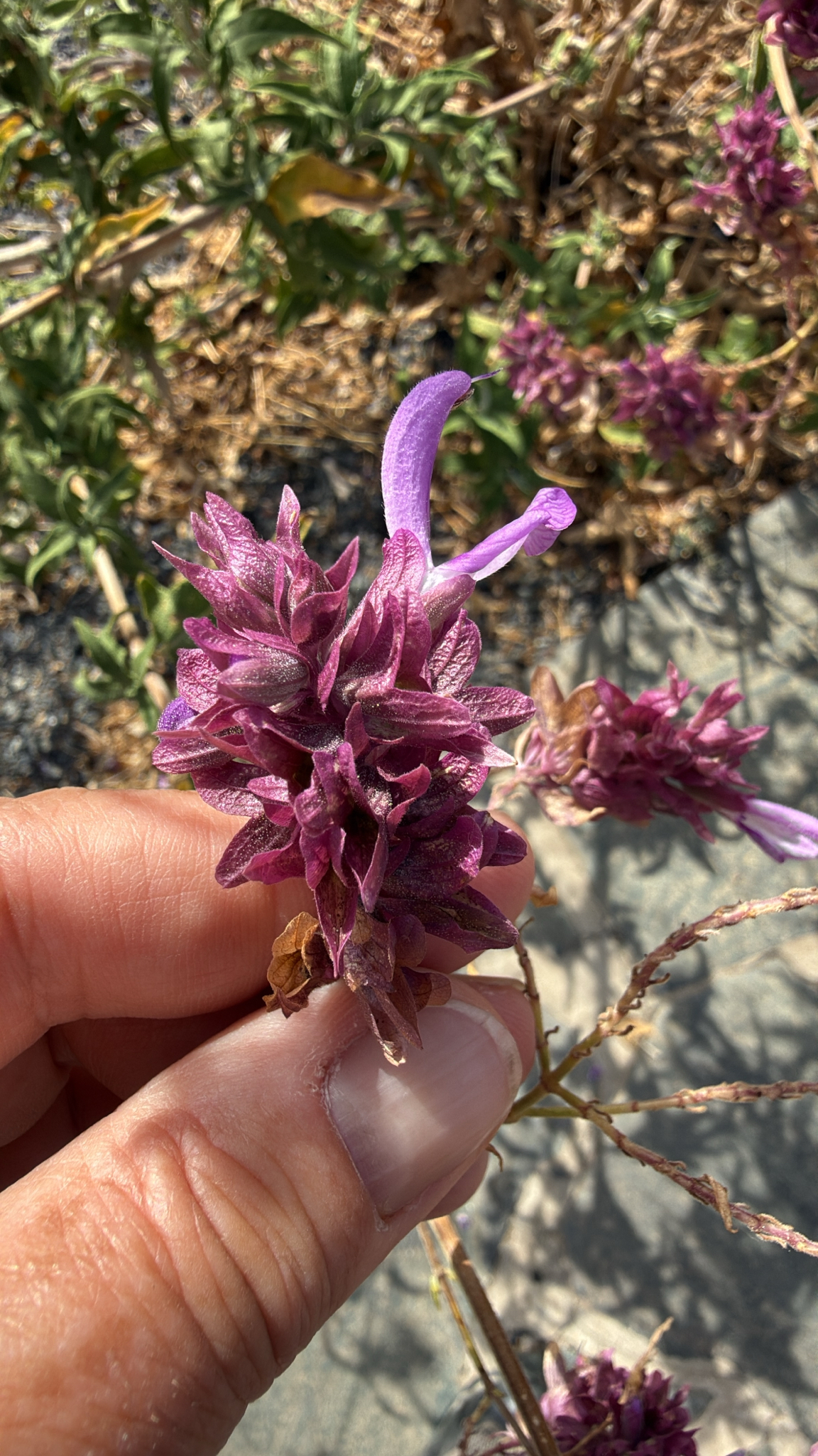 Salvia canaria