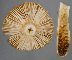 Russula acrolamellata