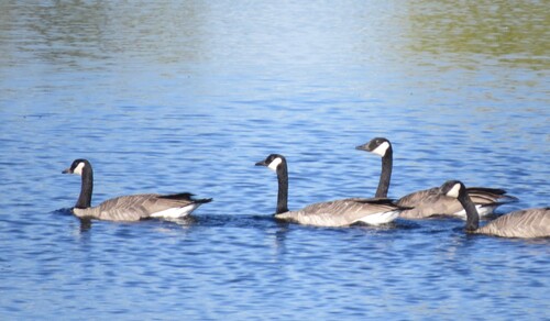 Canada Goose