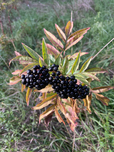 Dwarf Elder