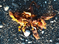 Sargassum sinclairii