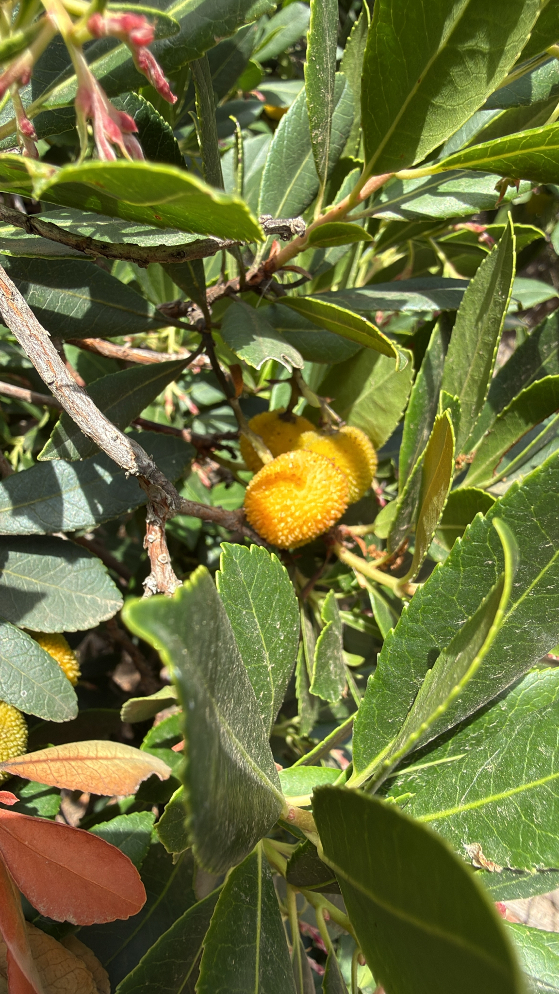 Medronheiro