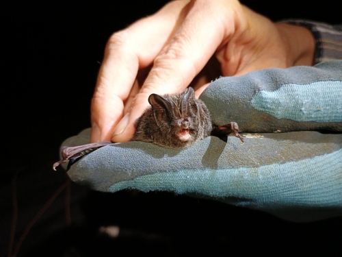 Western Barbastelle