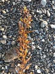 Carpophyllum plumosum