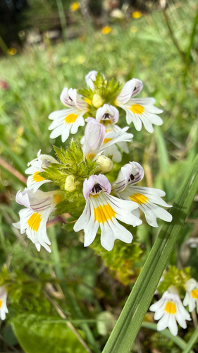 Eyebright