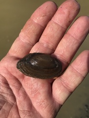 Sagittunio subrostratus