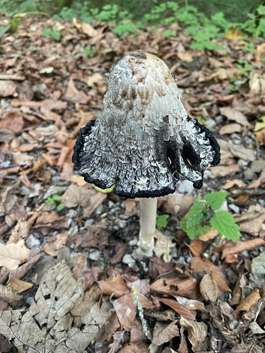 Shaggy Mane