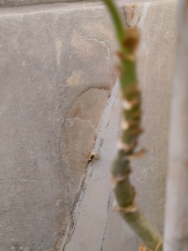 Half-edged Wall Jumping Spider