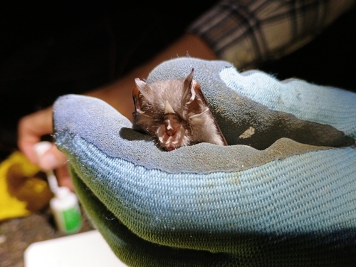 Lesser Horseshoe Bat