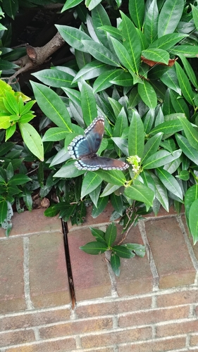Red-spotted Admiral