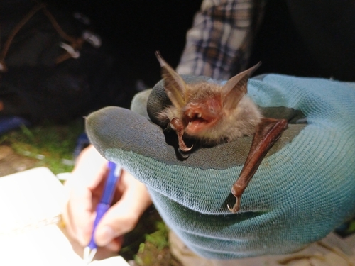 Bechstein's bat