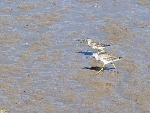 Greater Yellowlegs