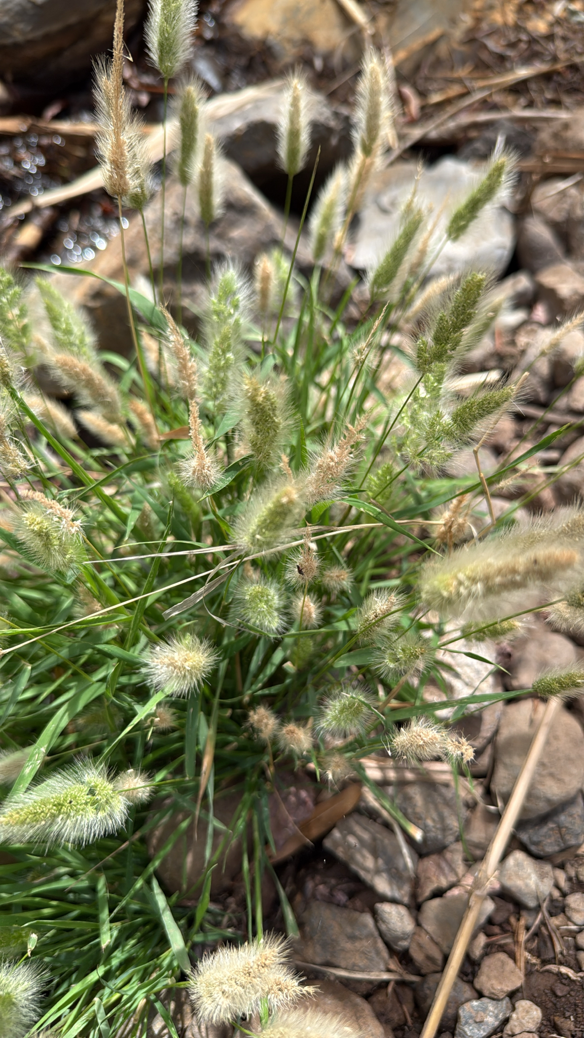 Polypogon monspeliensis