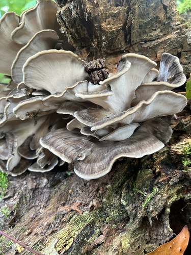 hen of the woods