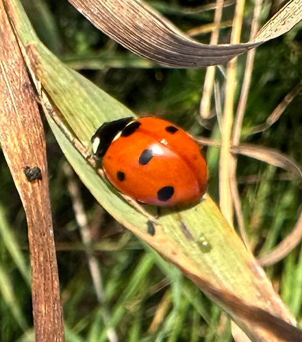 Seven-spotted Lady Beetle
