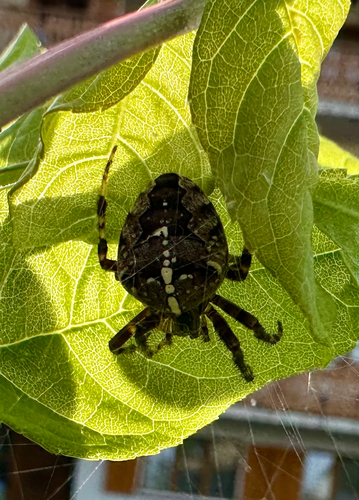 Cross Orbweaver